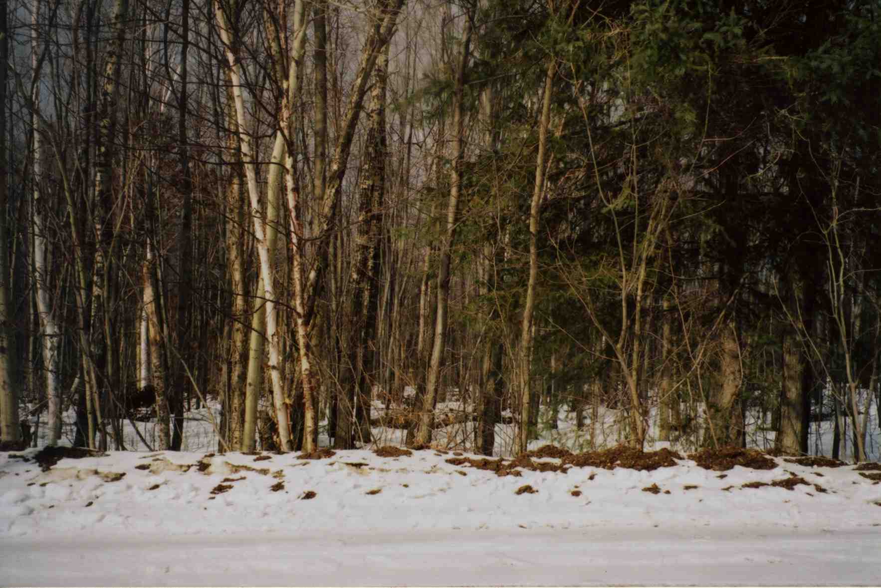photo of forested acreage in winter